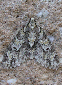 Mottled Gray Carpet